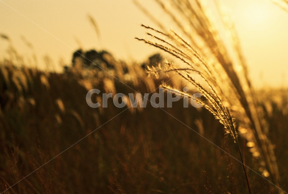 갈대,식물,햇빛,하늘공원,자연,가을,가을,계절,fall,autumn,season,식물,자연,plants,nature,감성,sensible,feeling,휴식,힐링,rest,relaxation,healing,grass,잔디,plant