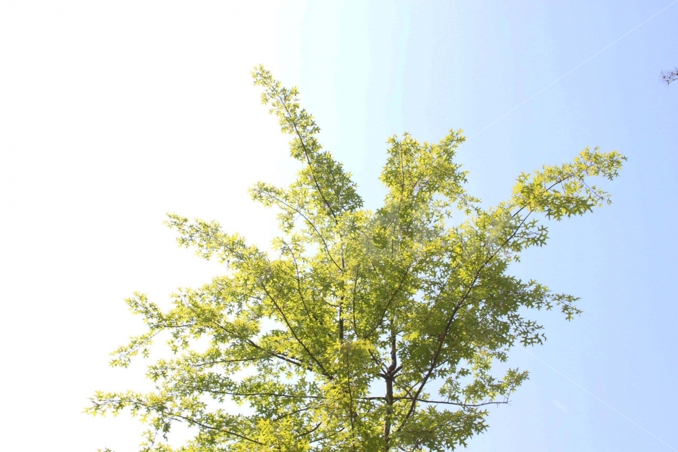 나무,잎,나뭇잎,하늘,자연,야외,나들이,소풍,봄,햇살,햇빛,가지,식물,자연,plants,nature