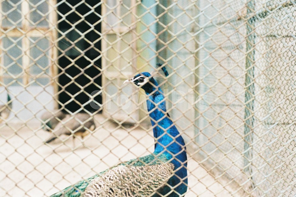 공작새,동물원,동물,새,공작,자연,동물,animal,조류,새,birds