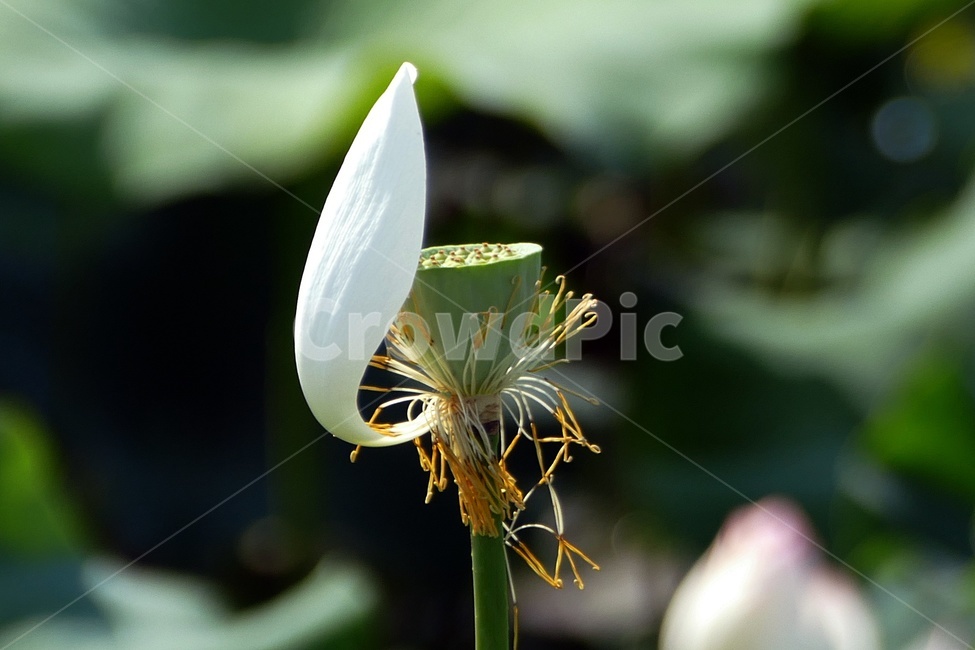 연꽃,여름꽃,불교,백연,식물,식물,자연,plants,nature