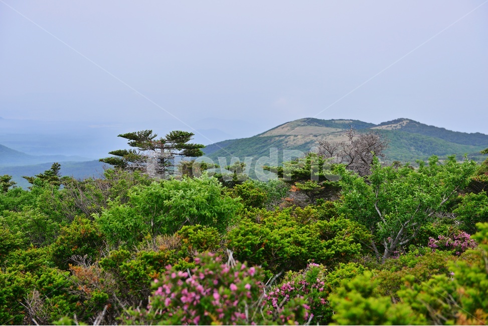 제주,한라산,영실,영실코스,오름,한라산봄,봄,계절,nature,자연,outdoors,옥외,hill,언덕,scenery,풍경,landscape,경치,경관,제주비경,제주봄,자연,풍경,nature,landscape