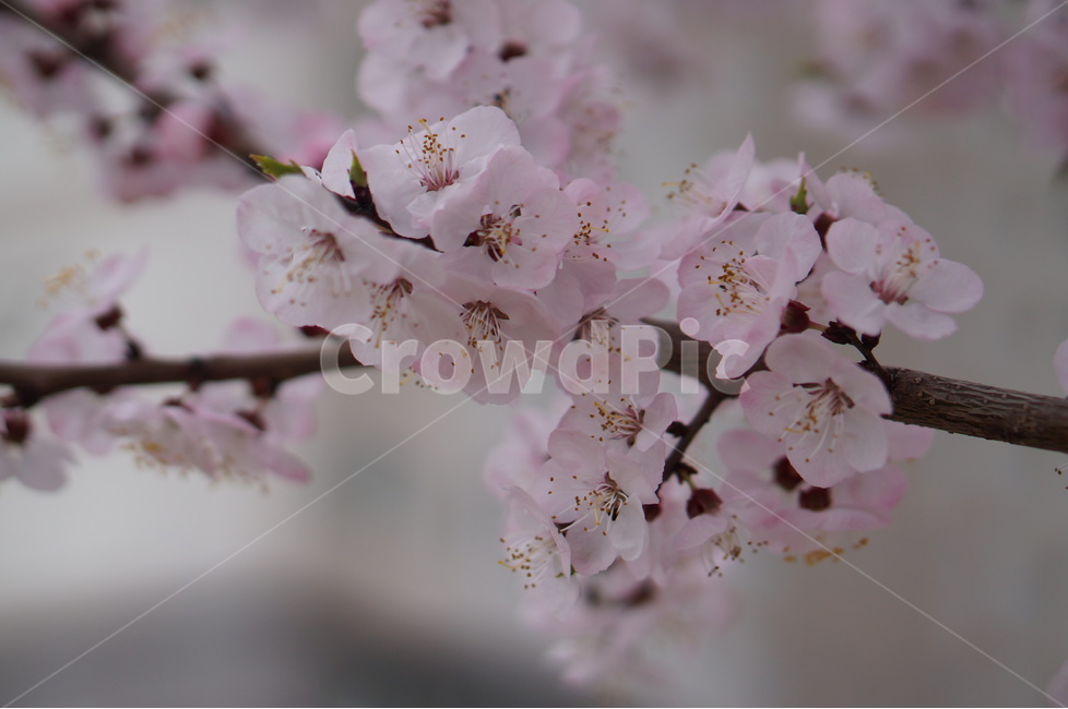 매화,핑크,봄,나무,향기,맑음,봄,계절,spring,season,식물,자연,plants,nature,꽃,flower,plant,blossom,cherry blossom,벚꽃