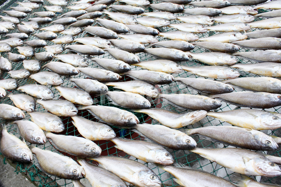 조기,물고기,생선,말린조기,수산시장,수산물,해산물,fishery products,seafood