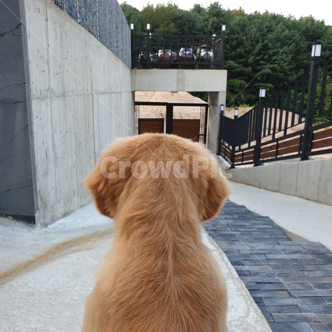 강아지,개,dog,pet,반려견,반려동물,동물,animal,뒷통수,뒷모습,골든리트리버,리트리버,기다림