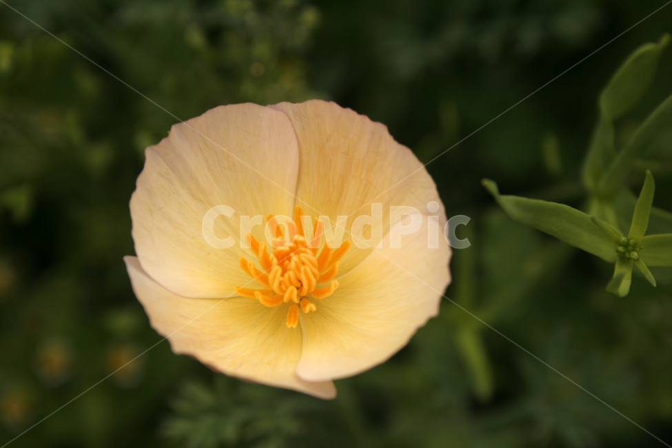 개양귀비,식물,flower,plants,nature,꽃,꽃봉오리,식물,자연,plants,nature,꽃,flower