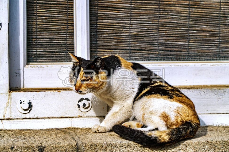 고양이,길고양이,유기묘,동물,animal,cat,alleycat,포유류,애완동물,mammal,pet,창문,창틀,window,windowsill,windowframes,windowledge,삼색고양이,tricoloredcat,코숏,코리안숏헤어,코리안쇼트헤어,동물,animal,포유류,mammal,고양이,cat,kitten,kitty