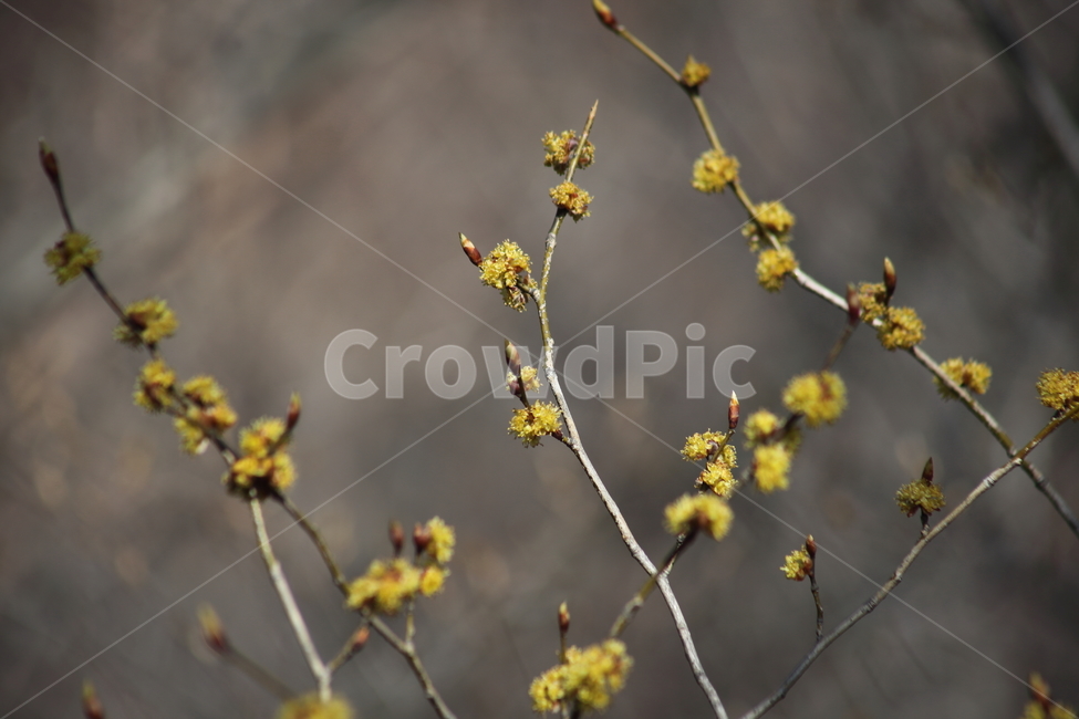 꽃,생강나무,식물,봄,japanesespicebush