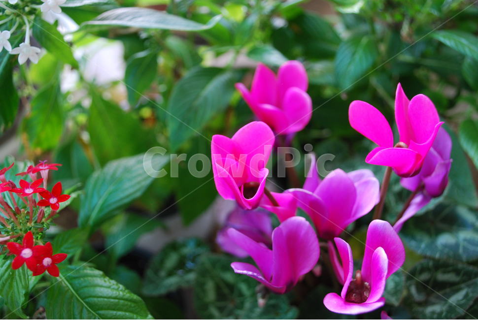 꽃,자연,봄,분홍색,화사한,식물,자연,plants,nature,꽃,flower