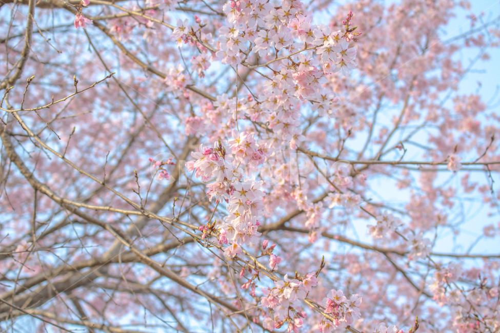 봄,분홍,벚꽃,벚나무,spring,pink,flower,cherryblossom