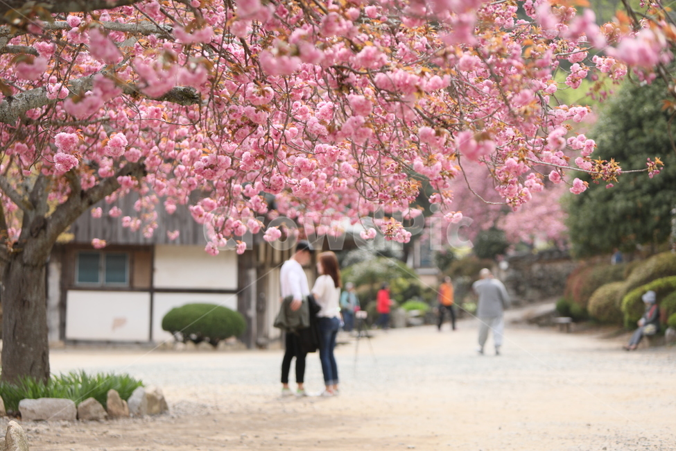 순천,선암사,만첩왕벚,겹벗꽃,벗꽃,사찰,봄,꽃,봄,계절,spring,season,식물,자연,plants,nature,꽃,flower,plant,blossom