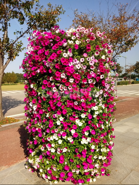 페튜니아,꽃,식물,flower,plant,commongardenpetunia,가지과,한해살이풀,식물,자연,plants,nature,꽃,flower