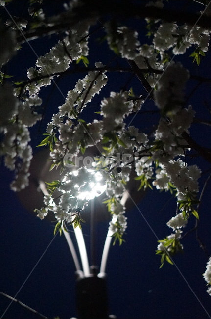 봄,백매화,야경,가로등,흰색,밤,맑음,봄,계절,spring,season,야경,밤,풍경,nightscape,night,landscape,식물,자연,plants,nature,꽃,flower,plant,blossom