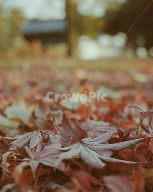 낙엽,가을,가을사진,리코gr2,낙엽이미지,떨어진낙엽,가을,계절,fall,autumn,season,식물,자연,plants,nature,감성,sensible,feeling,plant,leaf,잎,tree,나무