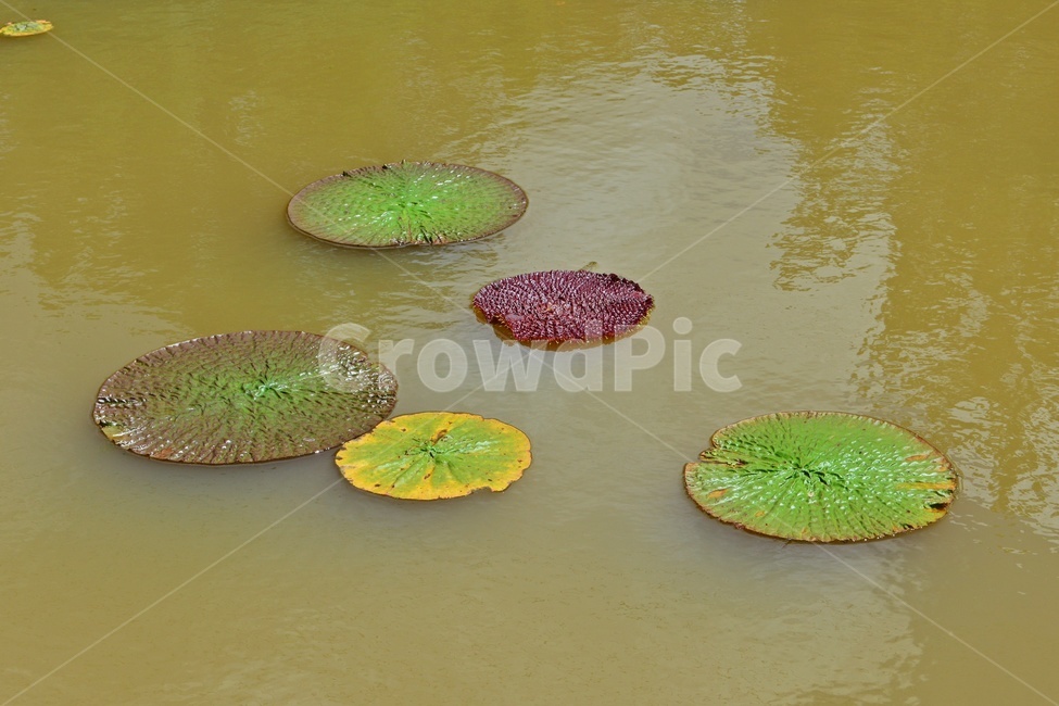 plant,식물,flower,blossom,꽃,leaf,잎,outdoors,옥외,nature,자연,수련,연잎,연못,물
