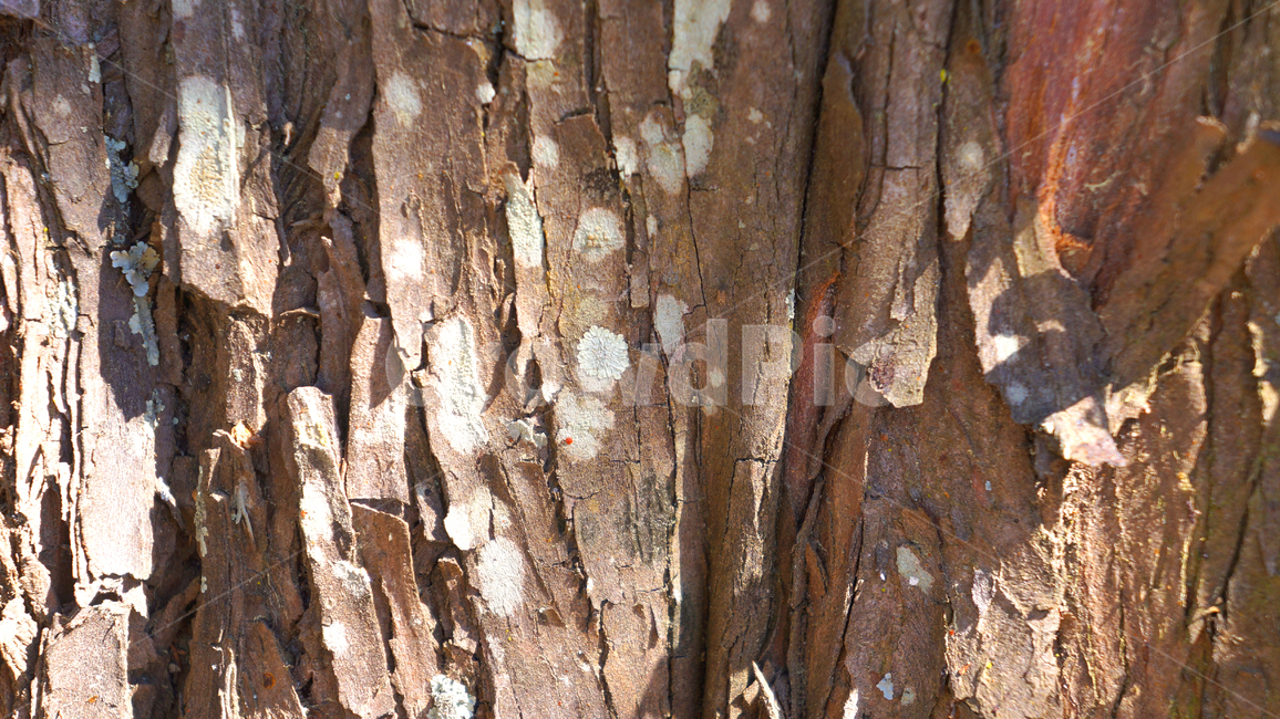 나무,표면,텍스쳐,질감,재질,배경,background,야외,실외,무늬,패턴,texture,자연,확대,갈라짐,건조,세로,껍질,식물,자연,plants,nature,나무,trees,wood