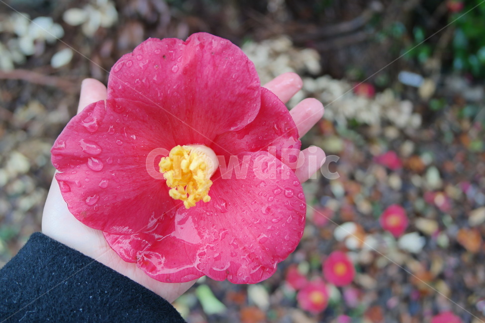 동백,동백꽃,겨울꽃,비,빗방울,비오는날,꽃,빨간꽃,빨강,red,식물,plant,flower,camellia,꽃송이,blossom,winter,rain,감성,꽃,flower