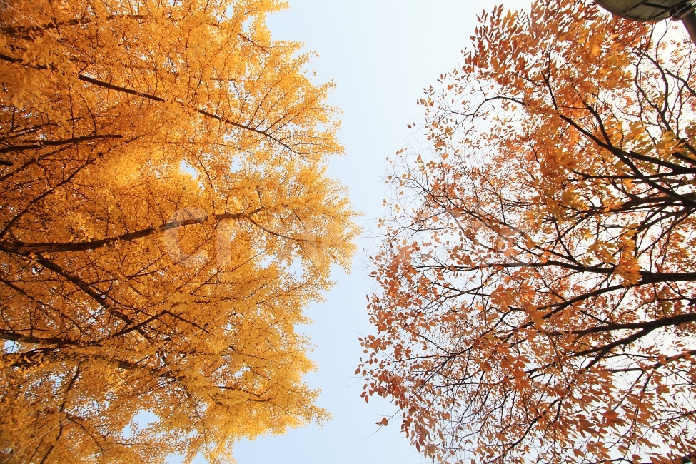 자연,풍경,가을,나무잎,가을사진,낙엽,은행나무,단풍나무,대칭,가을,계절,fall,autumn,season,식물,자연,plants,nature,나무,trees,wood,tree,plant,maple,단풍,leaf,잎