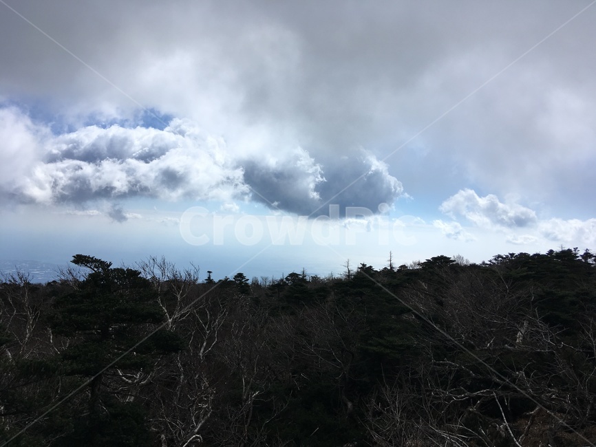 틈새,제주,한라산,산림,나무
