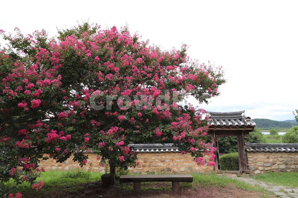 배롱나무,하목정,여름,분홍꽃,배롱,쉼터,풍경,옥외,식물,식물,자연,plants,nature,꽃,flower,나무,trees,wood