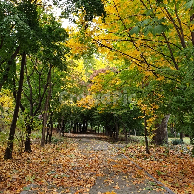 가을,가을풍경,가을산책길,힐링,자연,가을,계절,fall,autumn,season,tree,나무,plant,식물,leaf,잎
