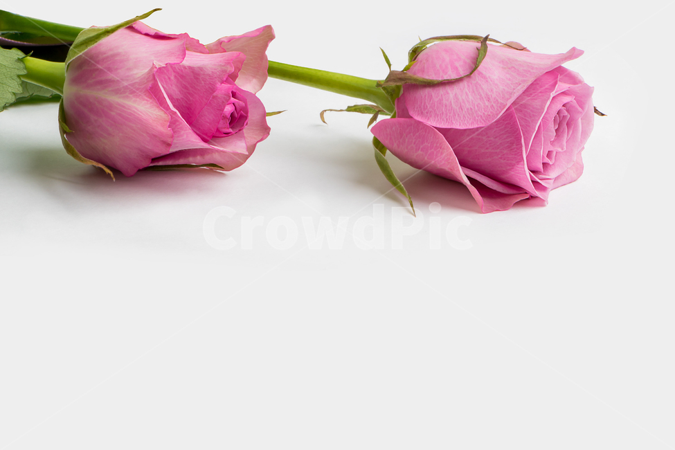 장미,분홍색,두송이,희바탕,핑크색,배경,꽃,flower,기념일,축하,anniversary,congratulation,celebrate,celebration