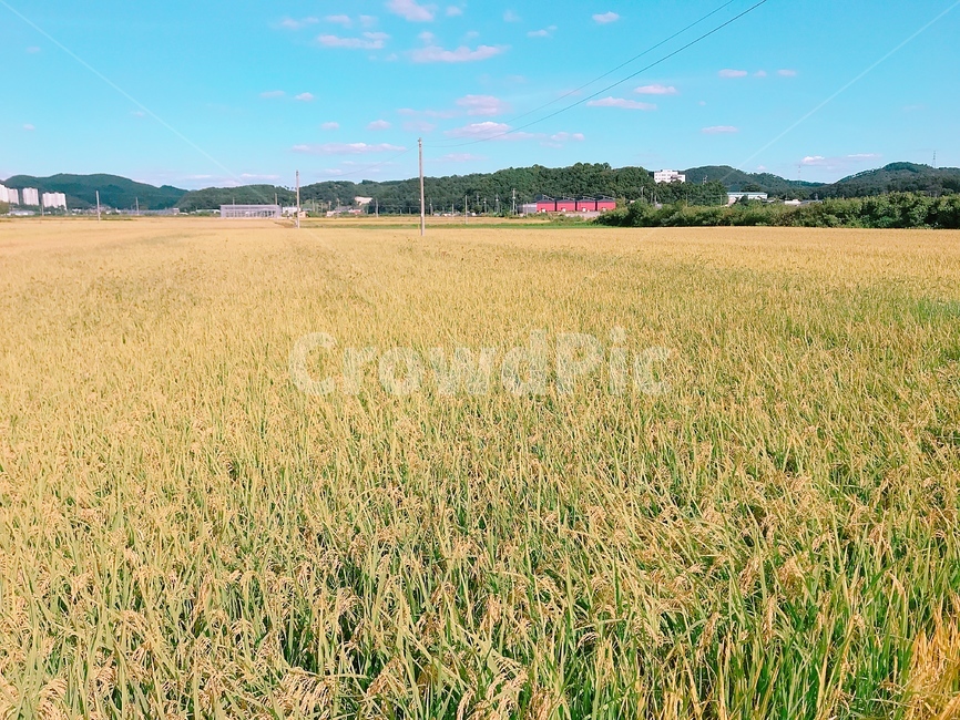 벼,밭,농사,시골,방학,쌀농사,벼농사,농촌,마을,자연,풍경,nature,landscape,시골,마을,country,rural,town,산업,industry,industrial,농업,농사,agriculture,farming,farming industry,field,들,grassland,목초지,outdoors,옥외