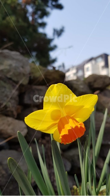 plant,flower,식물,꽃,봄