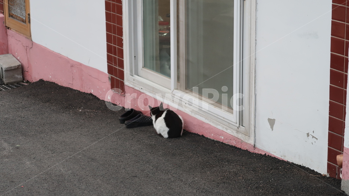 고양이,길고양이,cat,한적,평화로운,동물,animal,포유류,mammal,고양이,cat,kitten,kitty