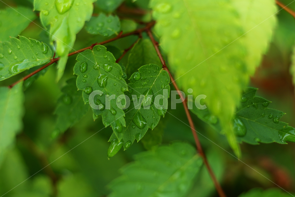 wetlesves,leaf,물방울,잎사귀,나뭇잎
