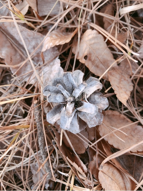 나무,잎,leaf,nature,자연,옥외,솔방울,힐링,가시,가을,낙엽,갈색