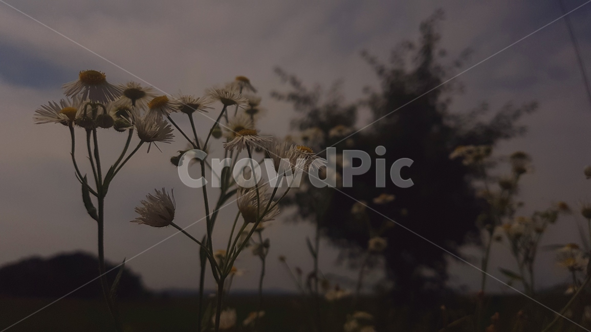 잔디,grass,식물,plant,나무,데이지,꽃,flower,자연,흐린날,감성,갬성,숲,날씨