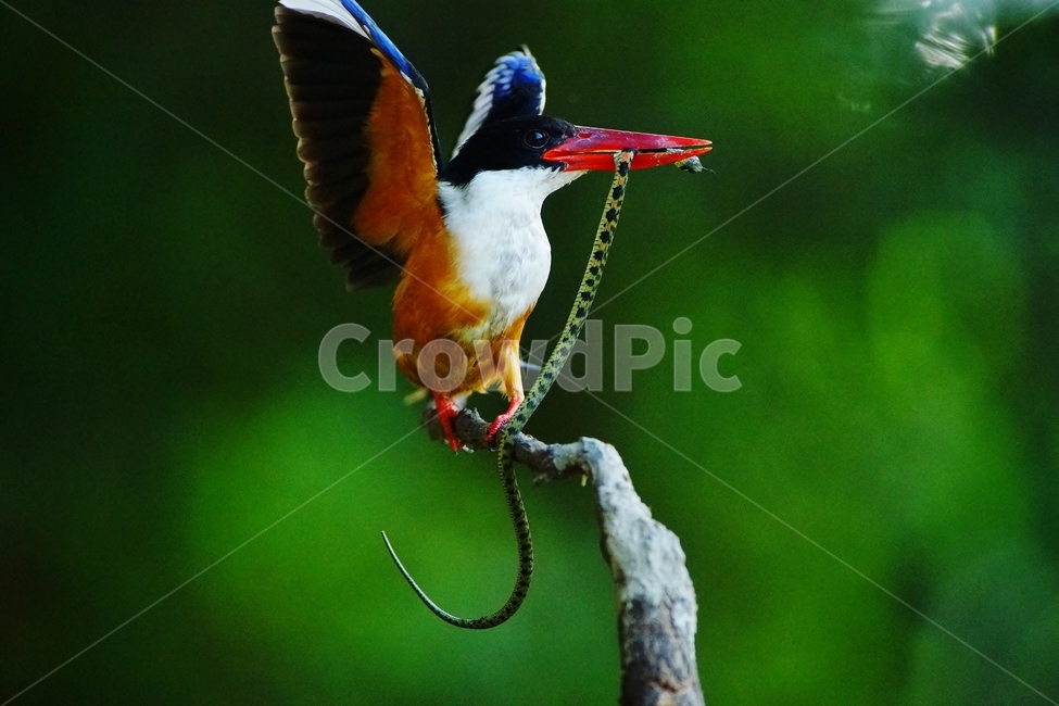 청호반새,조류,사냥,뱀,새,동물,animal,조류,새,birds