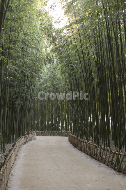 대나무,공원,숲,녹색,길,산책,바탕화면,색,자연,자연,풍경,nature,landscape,plant,식물