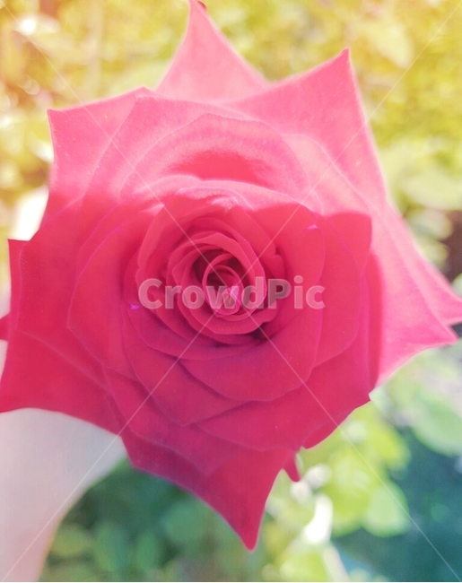 장미,꽃,배경화면,감성,로즈,빨강,배경,rose,flower,plant,식물,예쁜