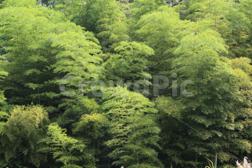 나무,식물,자연,야외,공원,정원,풍경,자연,풍경,nature,landscape,tree,plant,conifer,구과 식물