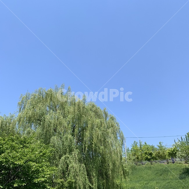 tree,나무,plant,식물,하늘,감성