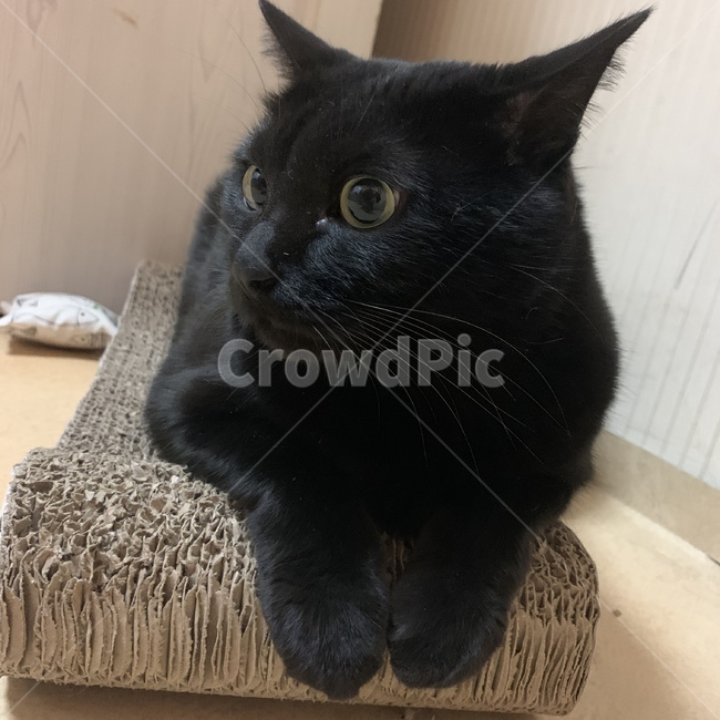 고양이,cat,동물,애완동물,animal