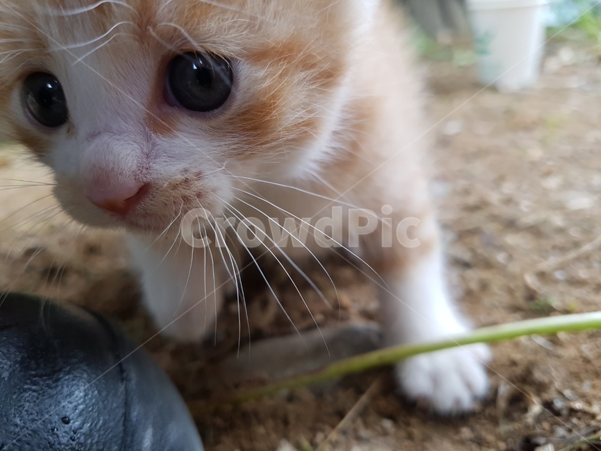 pet,애완동물,cat,고양이,animal,동물,포유류,mammal,kitten,고양이새끼,아기고양이,새끼고양이,길고양이,동물,animal,포유류,mammal,고양이,cat,kitten,kitty