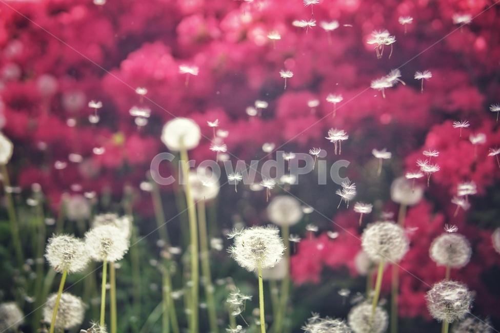 자연,민들레,민들레씨,빨강,red,봄,꽃