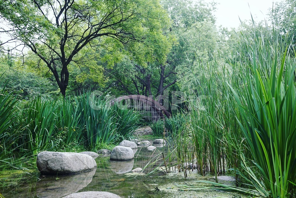 서울숲,나무다리,나무,숲,숲길,연못