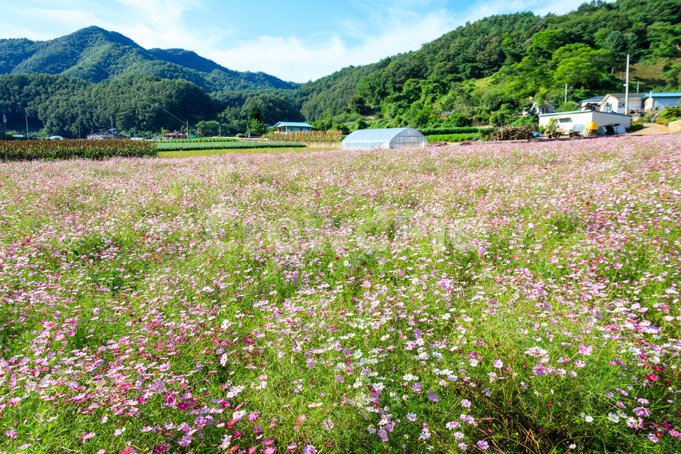 코스모스,꽃,가을,꽃잎,잎,식물,가을,계절,fall,autumn,season,식물,자연,plants,nature,꽃,flower,grassland,목초지,field,들,outdoors,옥외,rural,농촌,farm,농장,meadow