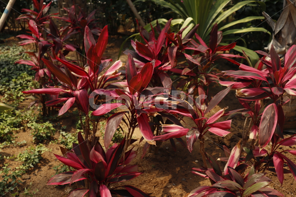 감성,식물,식물원,꽃,빨강,plant,color
