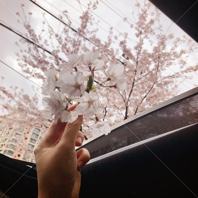 plant,식물,벚꽃,데이트,봄,봄,계절,spring,season