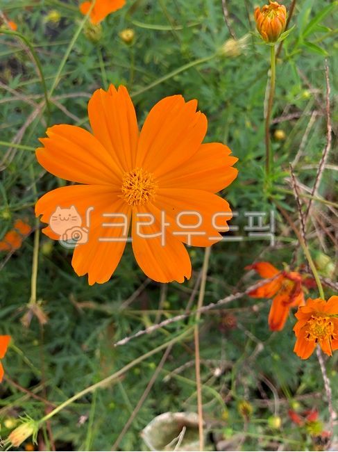 Autumn cosmos,Orange Cosmos,autumn background,plant,fall flowers,autumn,Cosmos,Orange