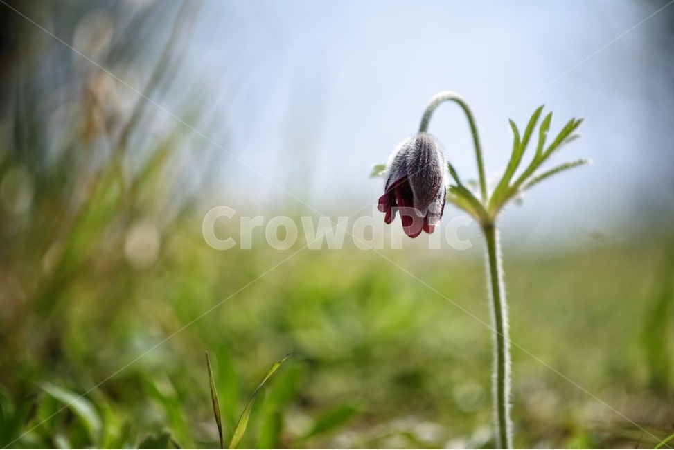 꽃,자연,식물,야생화,할미꽃,식물,자연,plants,nature,꽃,flower