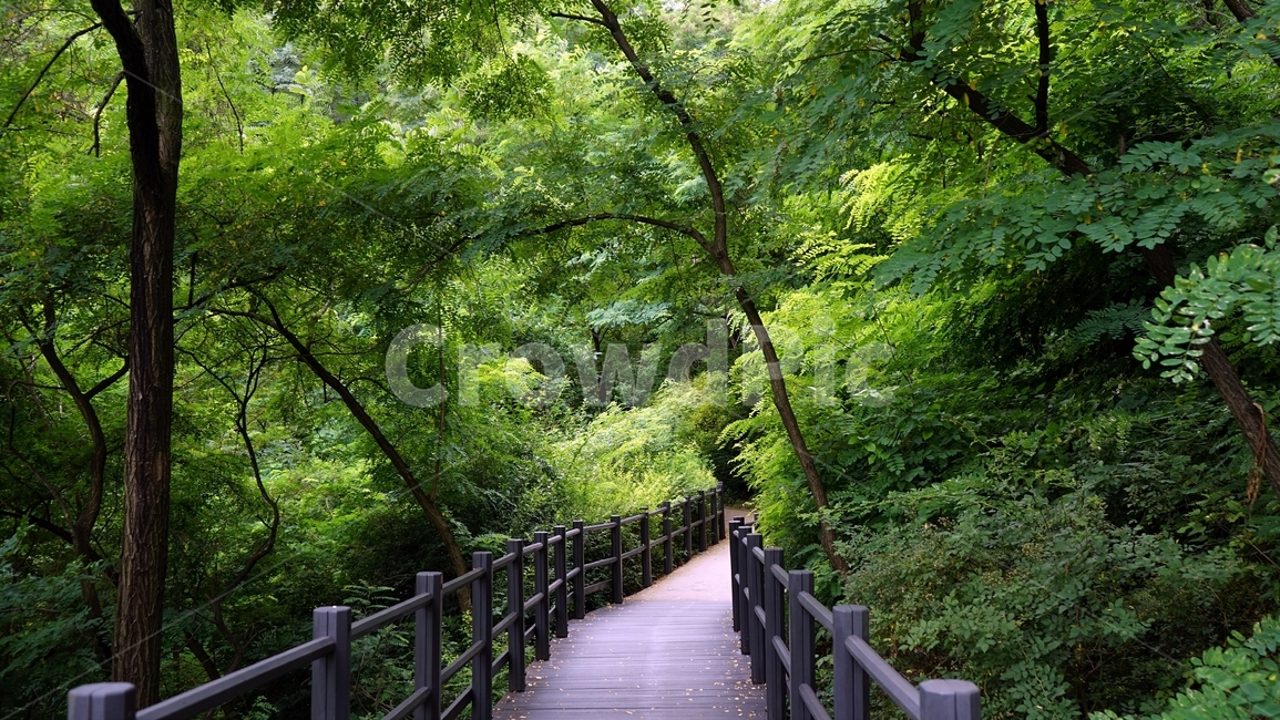 산책로,데크,펜스,숲,나무,자연,신록,힐링,산책,계절,나뭇잎,가지