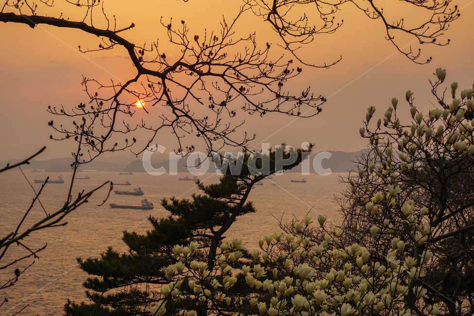 일몰,해,붉은하늘,풍경,해질녁,자연,자연,풍경,nature,landscape,tree,나무,plant,식물