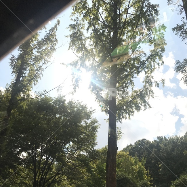 여름,산,나무,나뭇잎,하늘,식물,자연,plants,nature,나무,trees,wood,휴식,힐링,rest,relaxation,healing