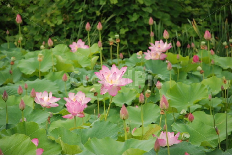 자연,식물,꽃,분홍꽃,연꽃,홍련,식물,자연,plants,nature,꽃,flower
