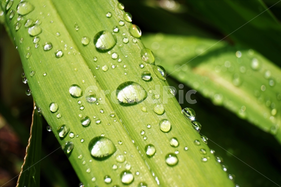물방울,자연,식물,싱그러움,잎,식물,자연,plants,nature